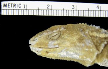 Media type: image; Herpetology R-12469